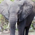 BWA NW Chobe 2016DEC04 NP 086 : 2016, 2016 - African Adventures, Africa, Botswana, Chobe National Park, Date, December, Month, Northwest, Places, Southern, Trips, Year